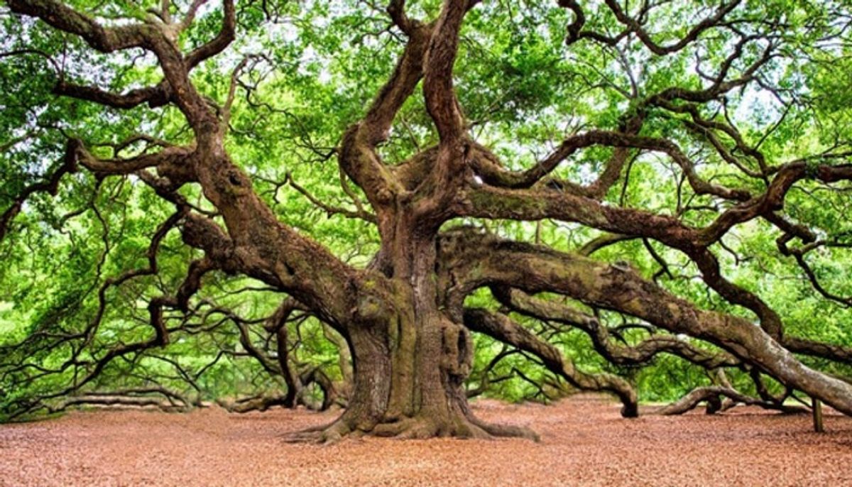 इंसानों की तरह से ही पेड़ों को भी मिलेगी वृद्धावस्था पेंशन