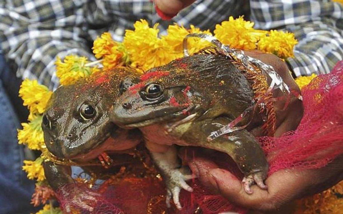 इन्द्र देव को खुश करने का अनोखा तरीका, बनारसियों ने करा डाला मेंढ़क-मेंढ़की का ब्याह
