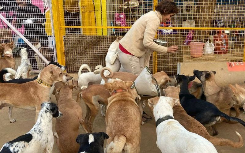 नोएडा प्राधिकरण की अनोखी पहल, बेसहारा कुत्तों के लिए उठाया बड़ा कदम