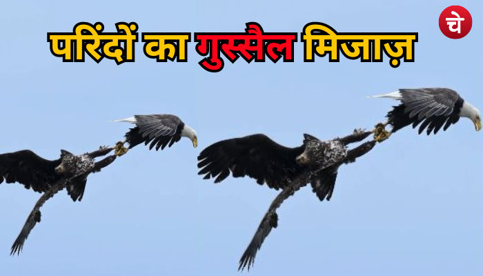 मछली के लिए आसमान में छिड़ी जंग, फाइटर को देख लोग हुए दंग