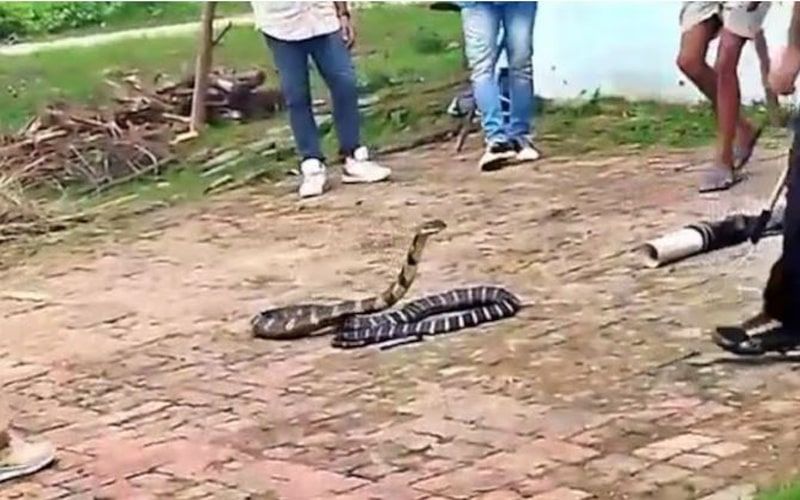 घर के बाहर किंग कोबरा को फुफकार मारता देख लोगों की अटकी सांसे, देखें वीडियो
