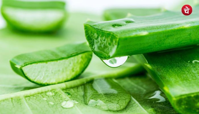 बेजान बालों को चमकदार बनाए एलोवेरा, जानें अप्लाई करने का सही तरीका