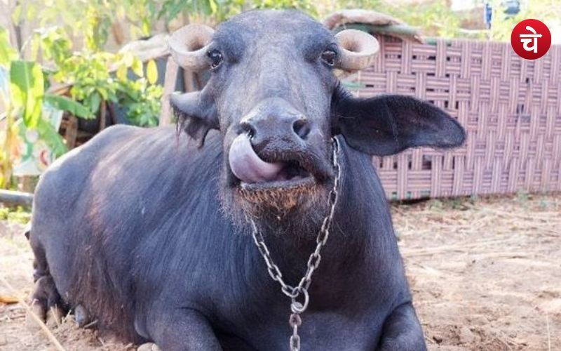 उत्तर प्रदेश के एक गांव में अकल से बड़ी साबित हुई भैंस