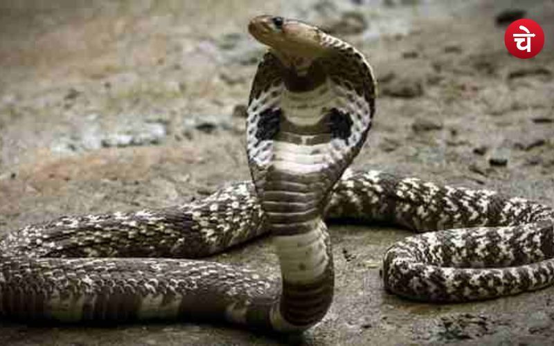 उत्तर प्रदेश के एक जिले में इच्छाधारी नाग ने मचा दिया हड़कंप