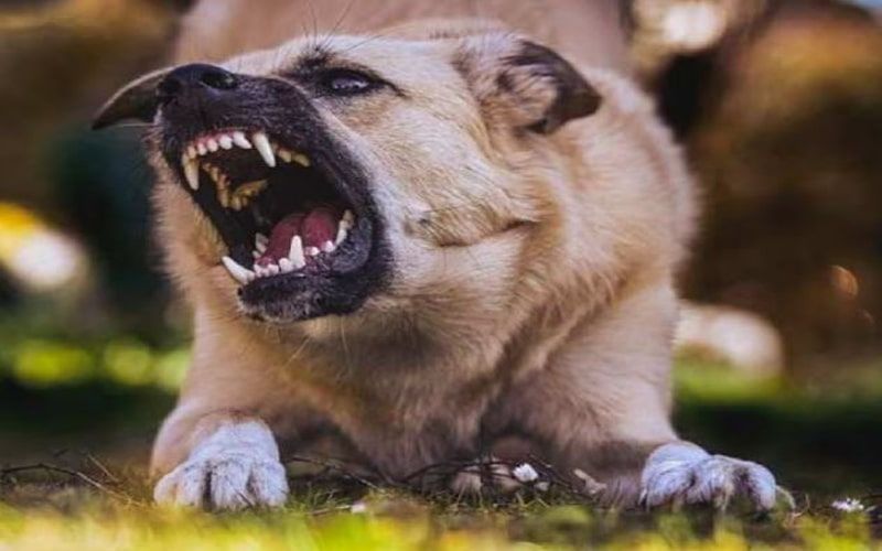 कुत्तों से कांप रहा हाथरस, अस्पतालों में एंटी रेबीज़ के लिए लंबी कतारें