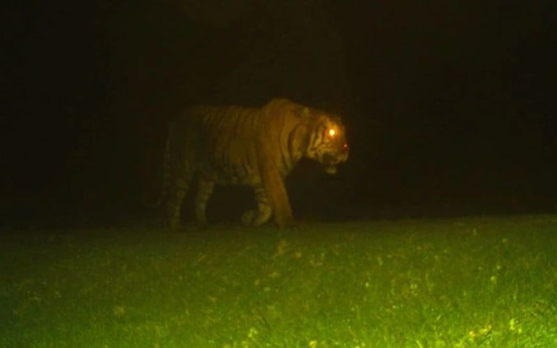 एक तरफ भेड़िया दूसरी तरफ बाघ, उत्तर प्रदेश में पैदा हुआ खौफ का माहौल