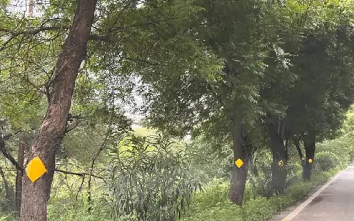 पेड़ों को हैंगर न बनाए नोएडा प्राधिकरण, वन विभाग ने CEO और उद्यान निदेशक को भेजा नोटिस