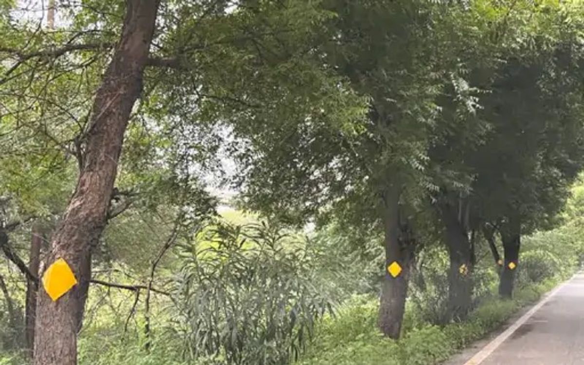 पेड़ों को हैंगर न बनाए नोएडा प्राधिकरण, वन विभाग ने CEO और उद्यान निदेशक को भेजा नोटिस