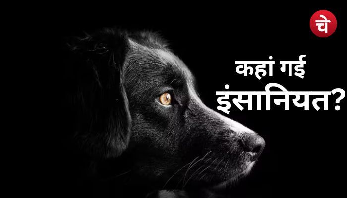 क्रूरता की सारी हदें पार : नोएडा में गाय के साथ अमानवीयता और डॉग की जमकर पिटाई