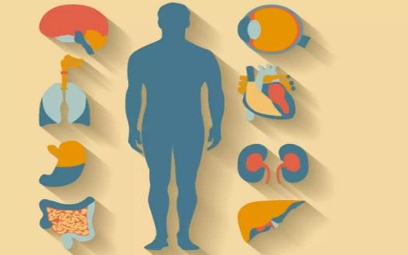 शरीर के इस अंग से होता है मौत का संबंध, कटते ही हो जाती है मौत