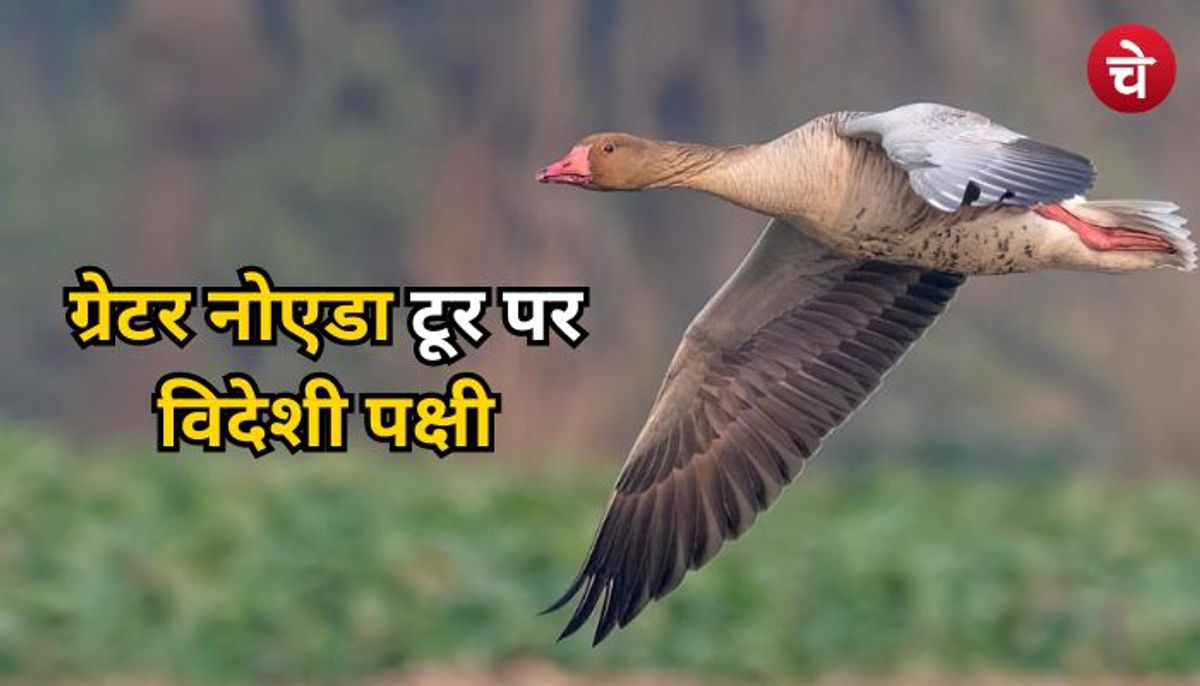 सूरजपुर वेटलैंड में विदेशी पक्षियों का टूर, ग्रेटर नोएडा की खूबसूरती में लगे चार चांद