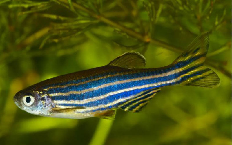 क्या आपने सुना है उस जीव के बारे में, जो खुद तय करता है अपना जन्मदिन?