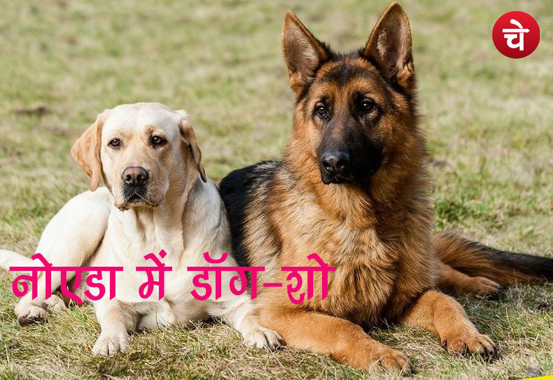 Dog show 1