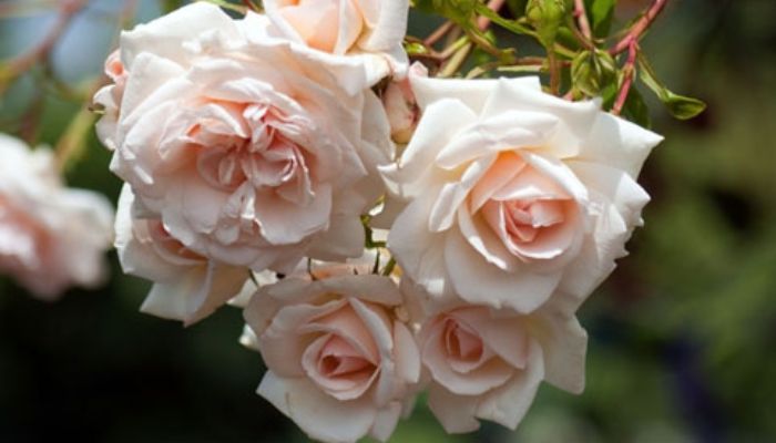 Most Expensive Rose in the World