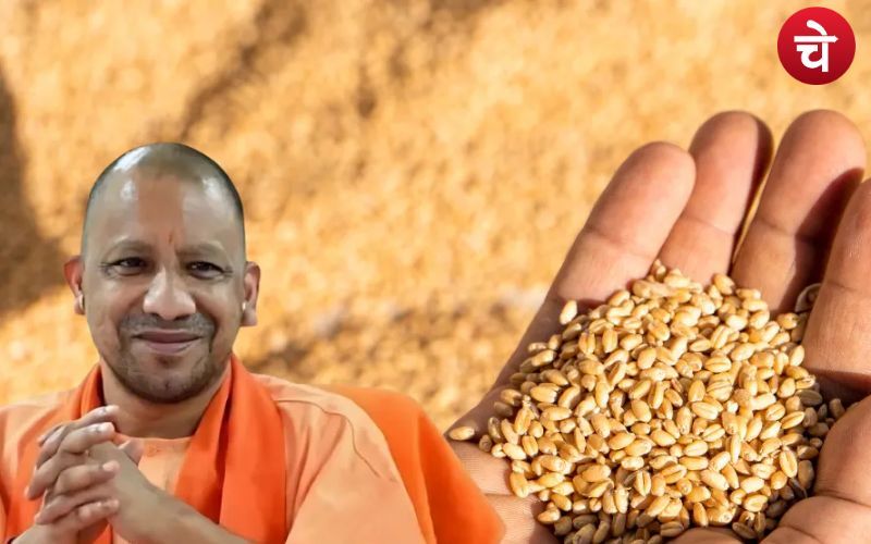 Yogi 4