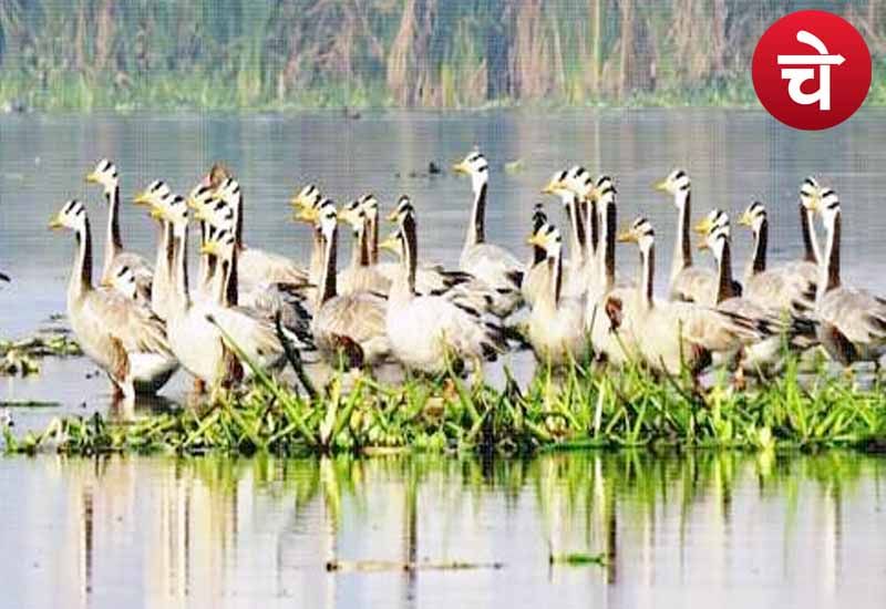 Bird Century