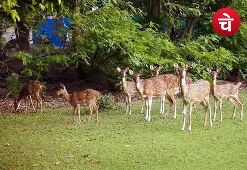 Deer