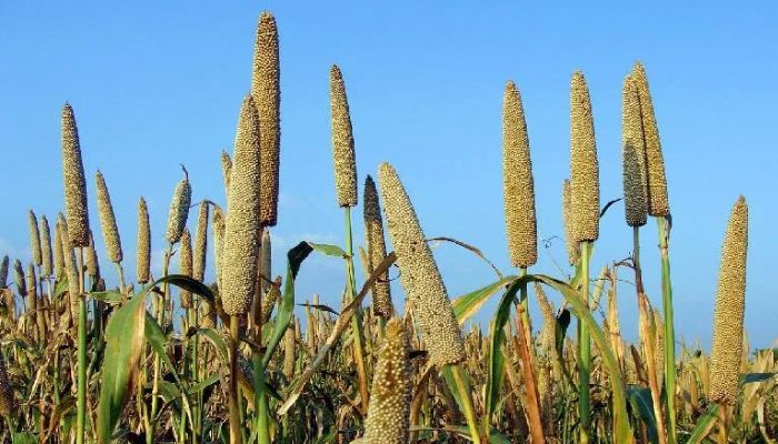 Bajra Benefits