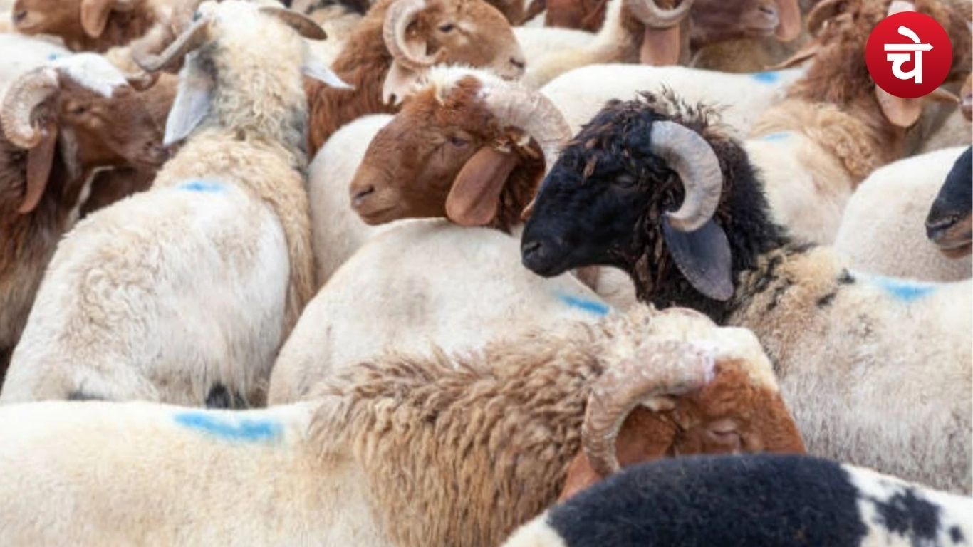 Eid ul Adha 2025