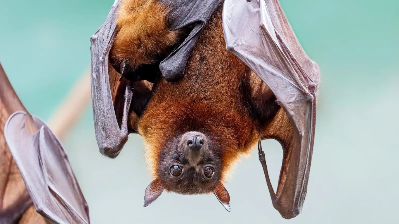 New Virus In Bats