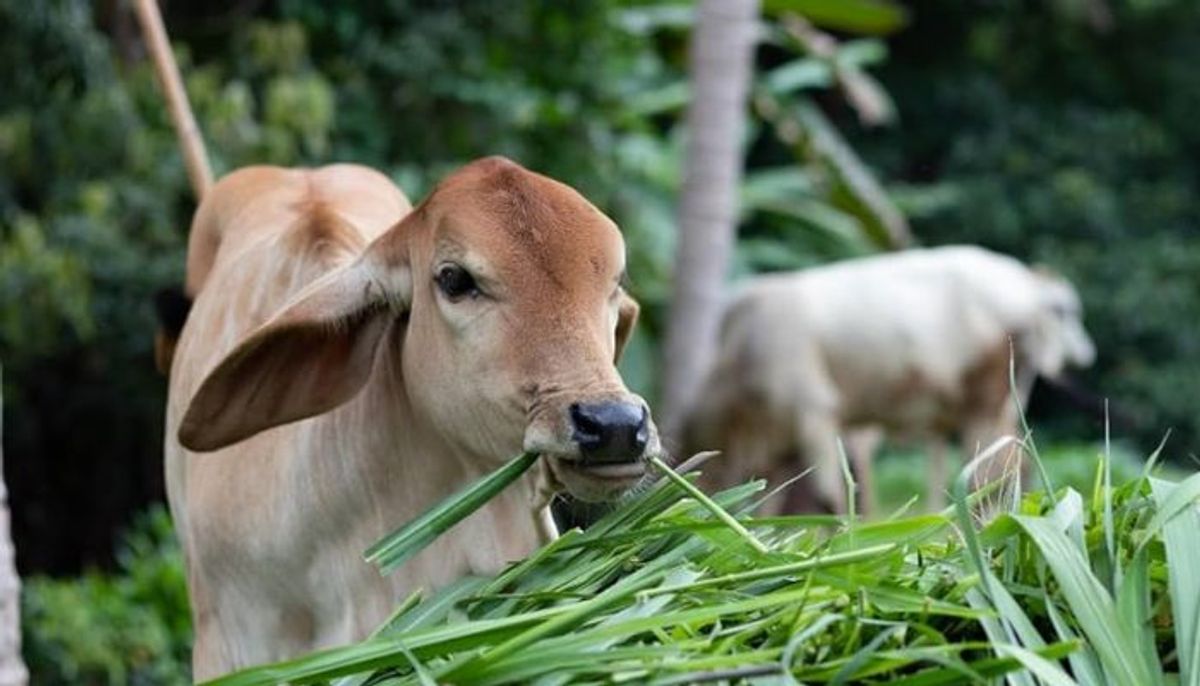 गाय का दूध बना अंतरराष्ट्रीय मसला, अमेरिका पर भारत का सख्त स्टैंड