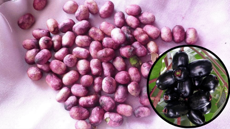 जामुन से भी ज़्यादा कमाल की है इसकी गुठली! डायबिटीज से लेकर किडनी स्टोन तक के लिए है रामबाण