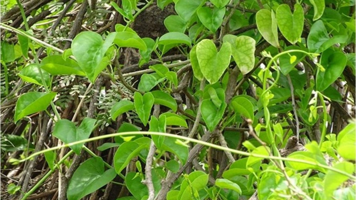 बेहद चमत्कारी पौधा है गिलोय, अमृता भी है इसका नाम