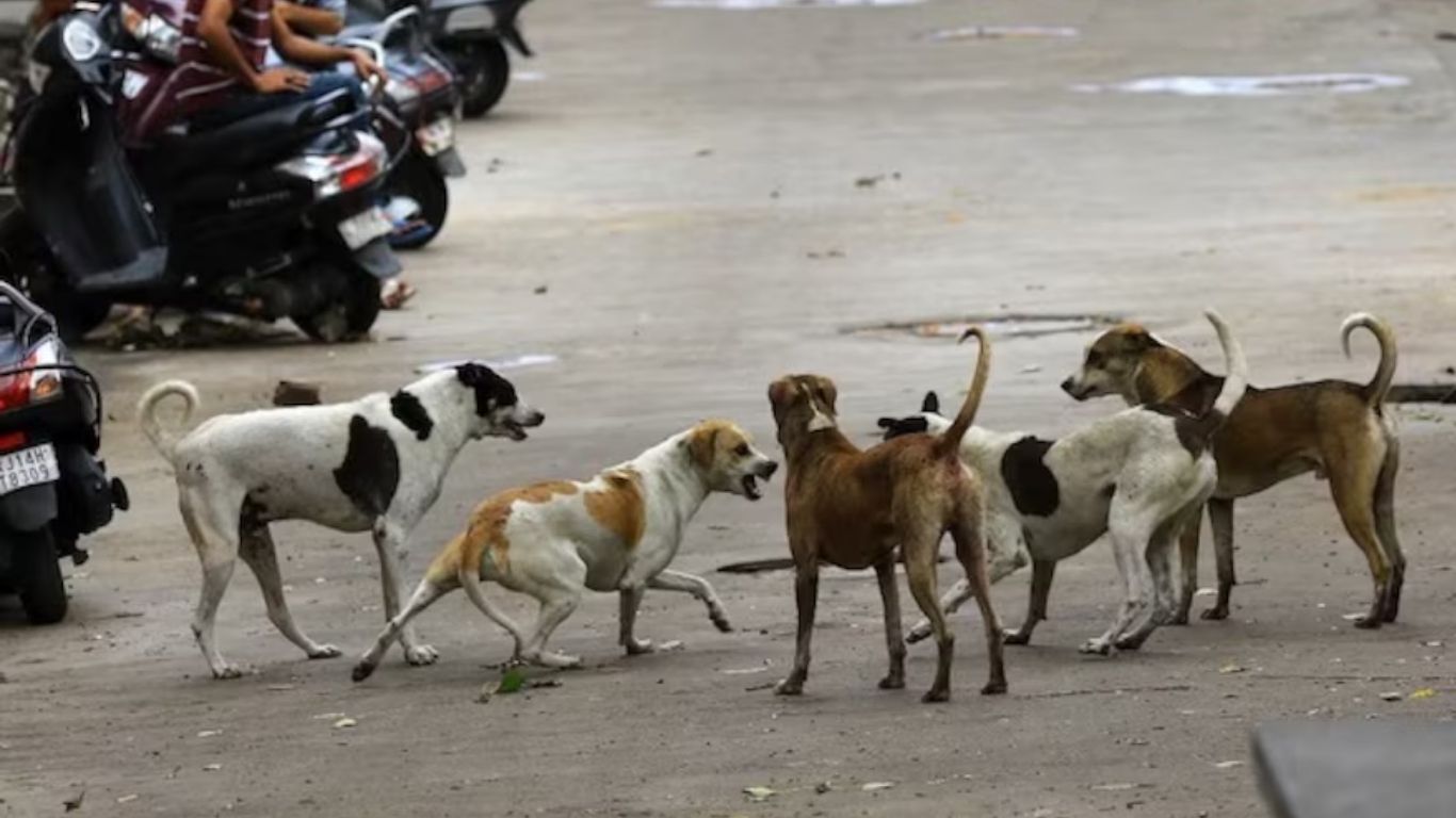 पूरे देश के आवारा कुत्तों पर कार्रवाई क्यों नही ?