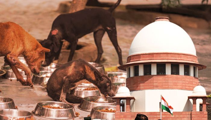 सुप्रीम कोर्ट आज सुनाएगा बड़ा फैसला, सड़कों से हटेंगे आवारा कुत्ते!