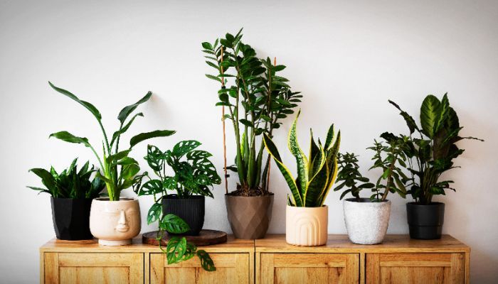 सिरदर्द से हैं परेशान? आपके घर के पौधे भी हो सकते हैं जिम्मेदार