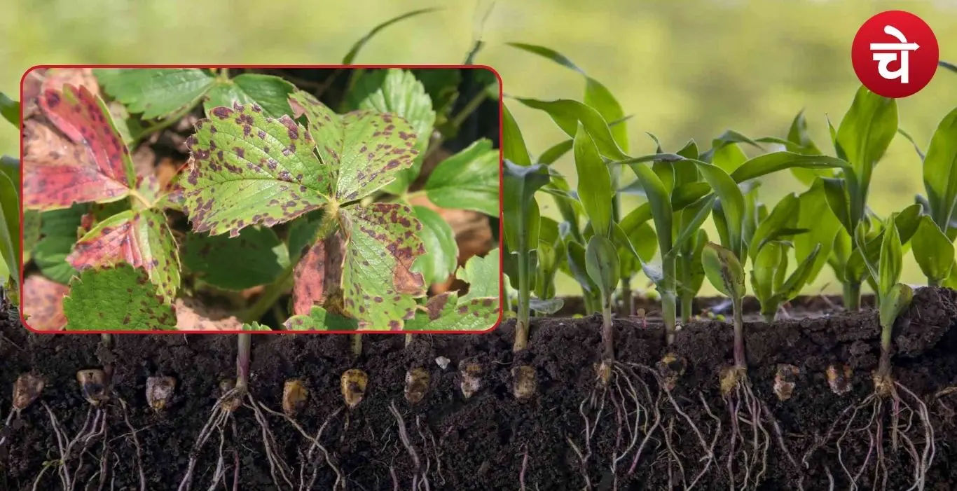 Azotobacter Boron farmers