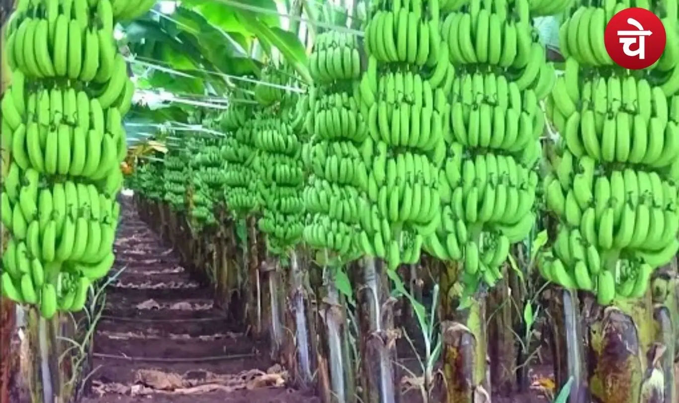 Banana cultivation