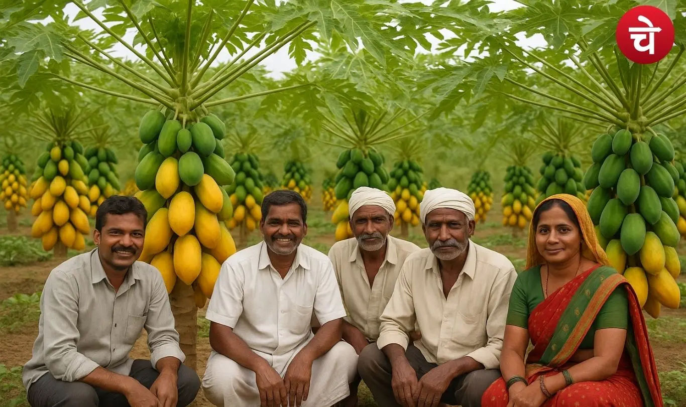 Papaya cultivation among farmers
