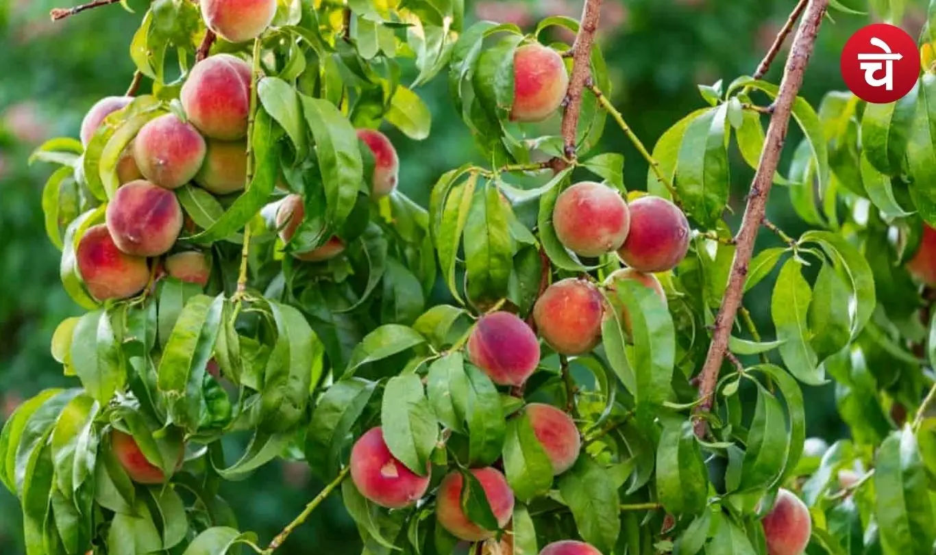 Peach cultivation
