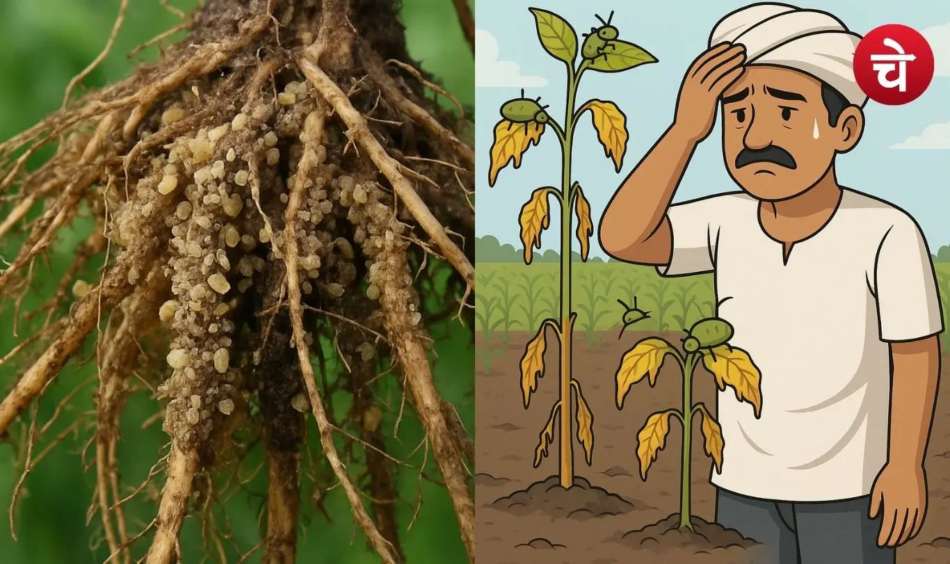 Root aphid in crops