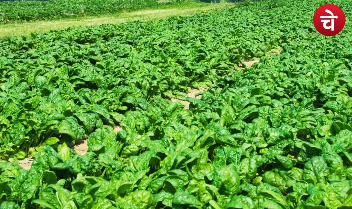 Spinach Scientific Name Spinacia oleracea