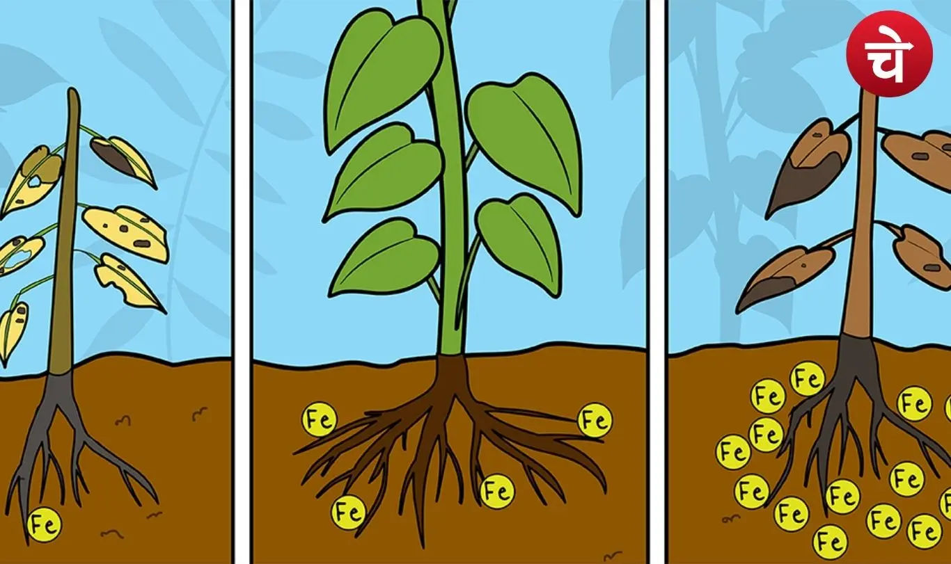 The Double Face of Iron in Plants