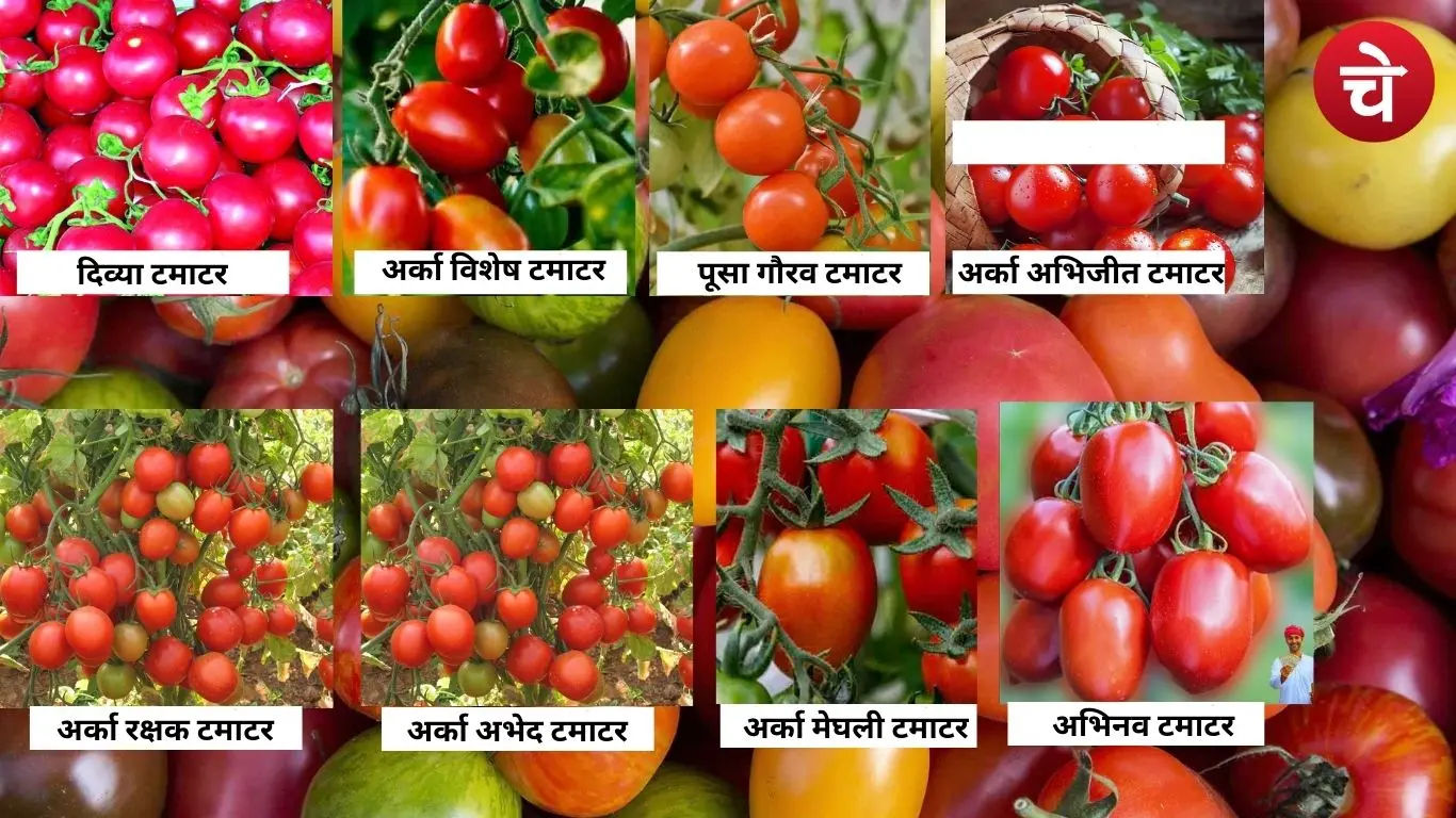 Tomato Farming 8 Varieties