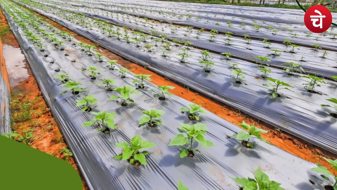 mulching techniques farmers