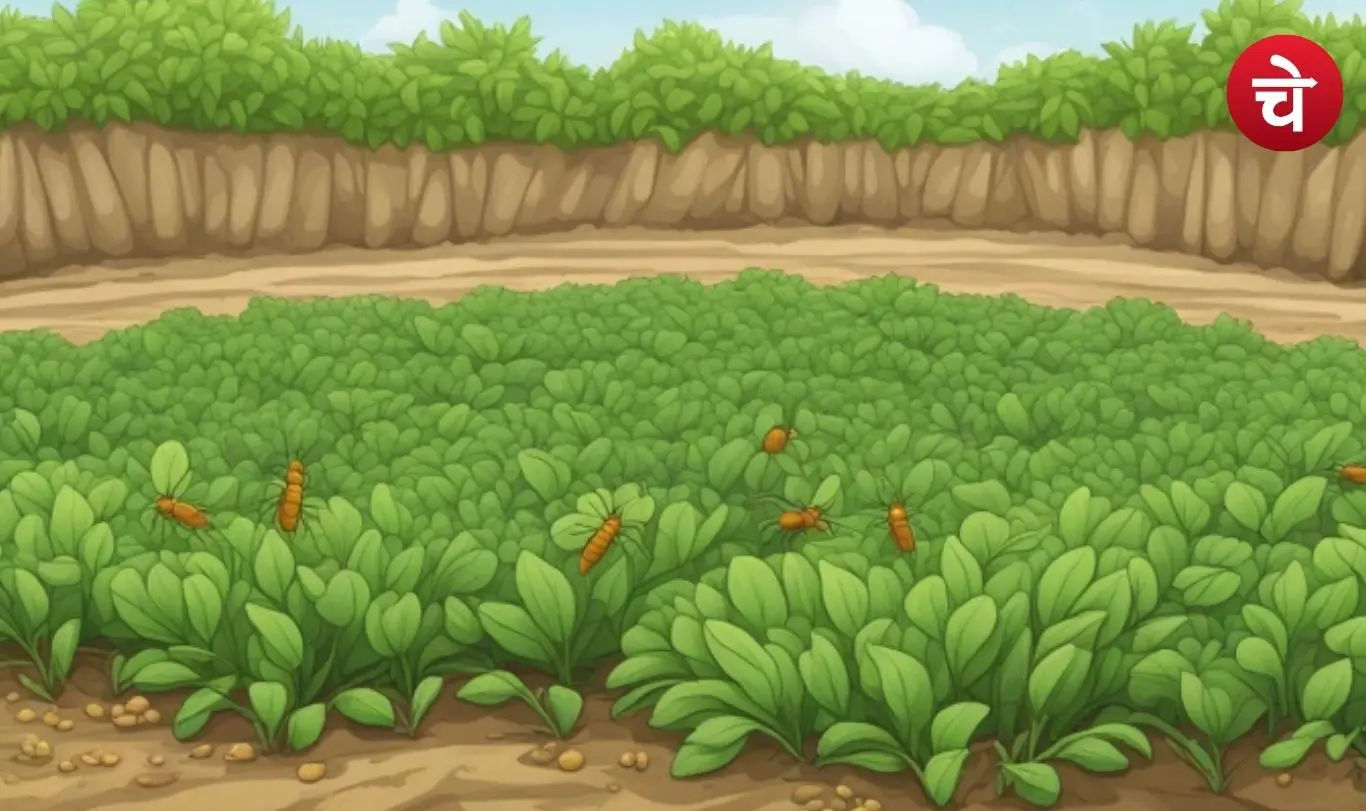 termites in crops