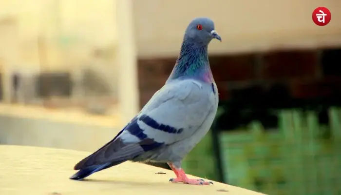 कबूतरों की गंदगी से बचने के आसान उपाय
