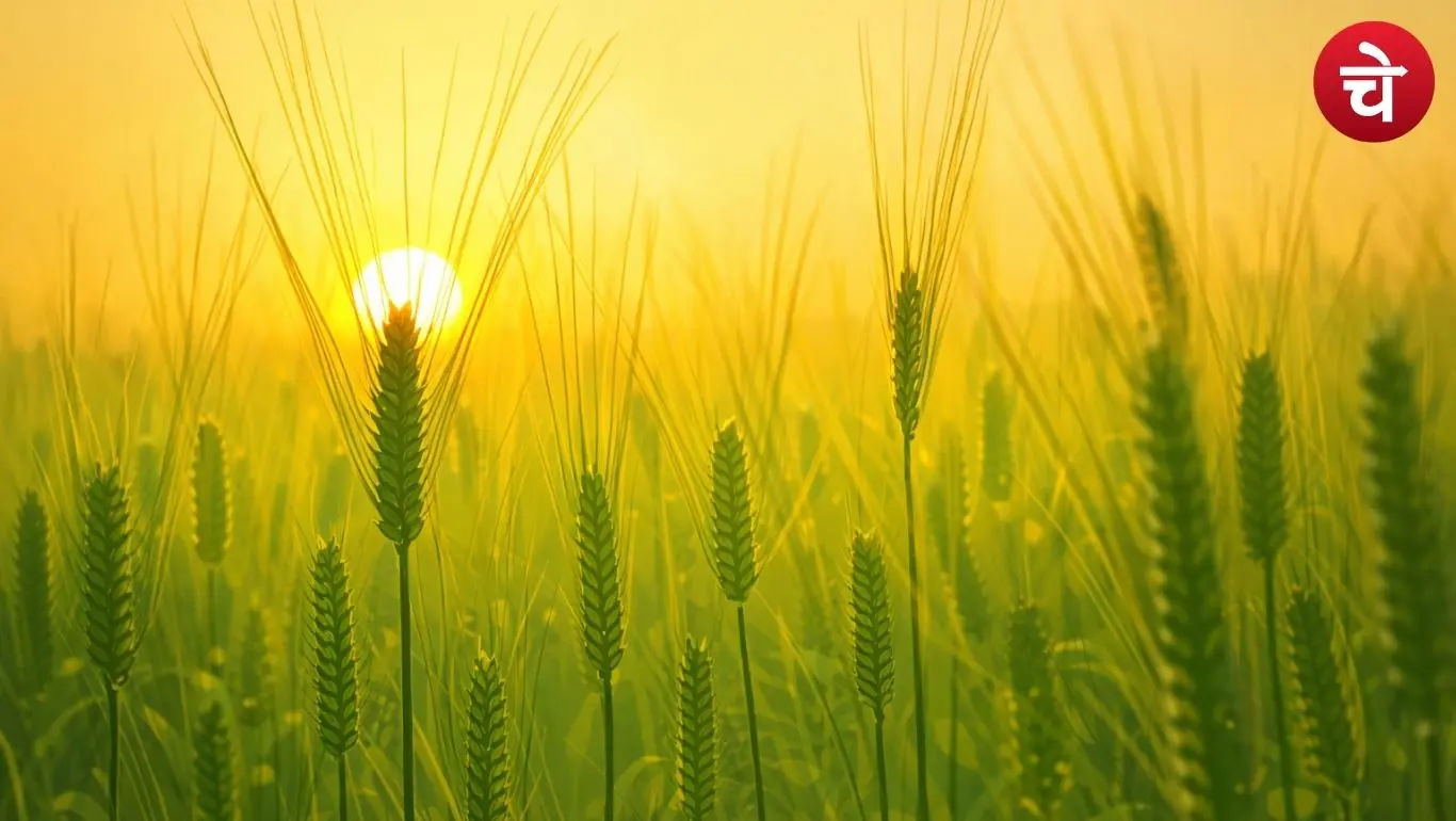 Barley crop