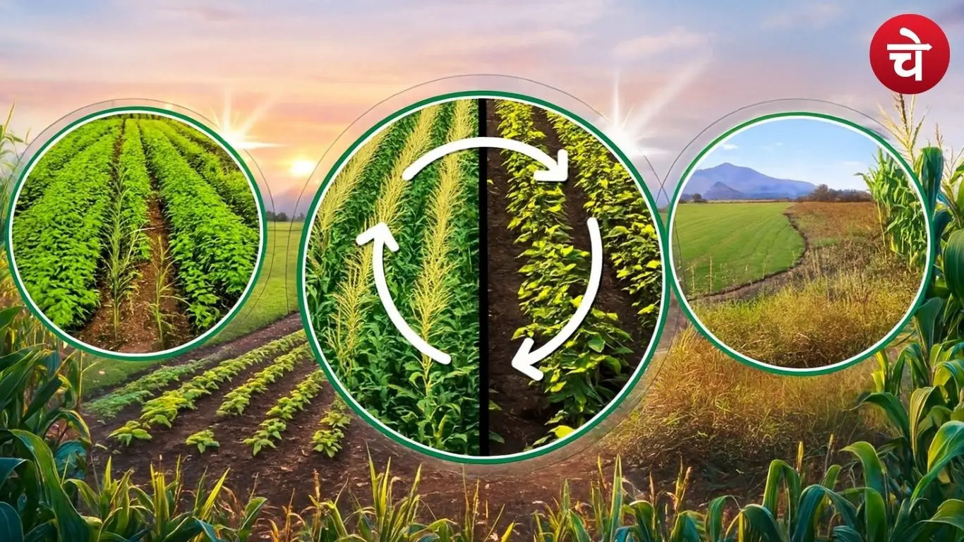 Crop Rotation