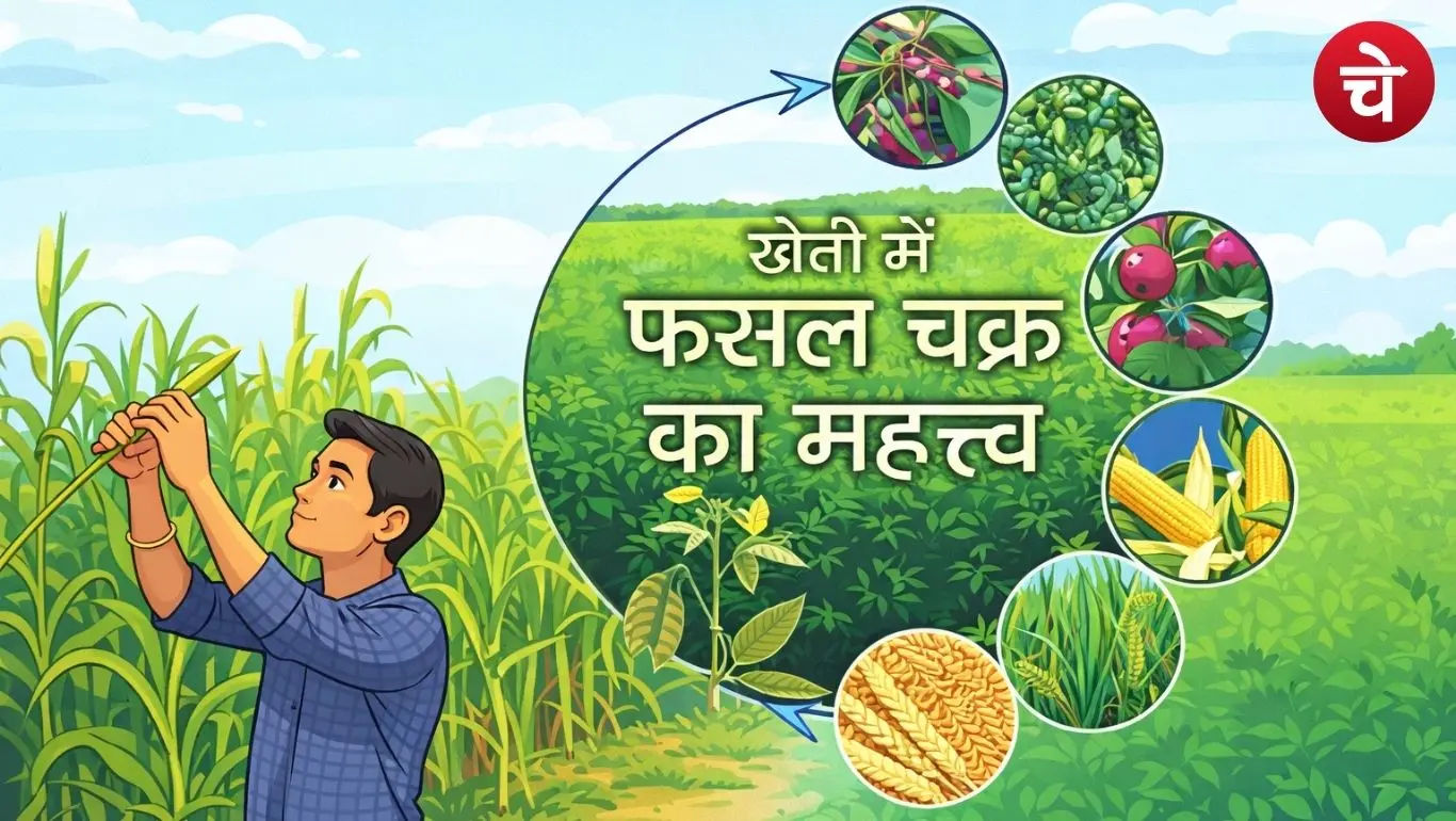 Crop Rotation Farming