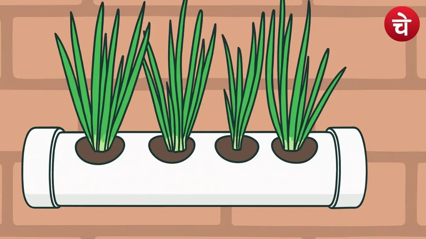 Green onion cultivation