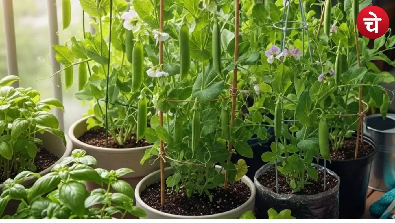 Green pea cultivation
