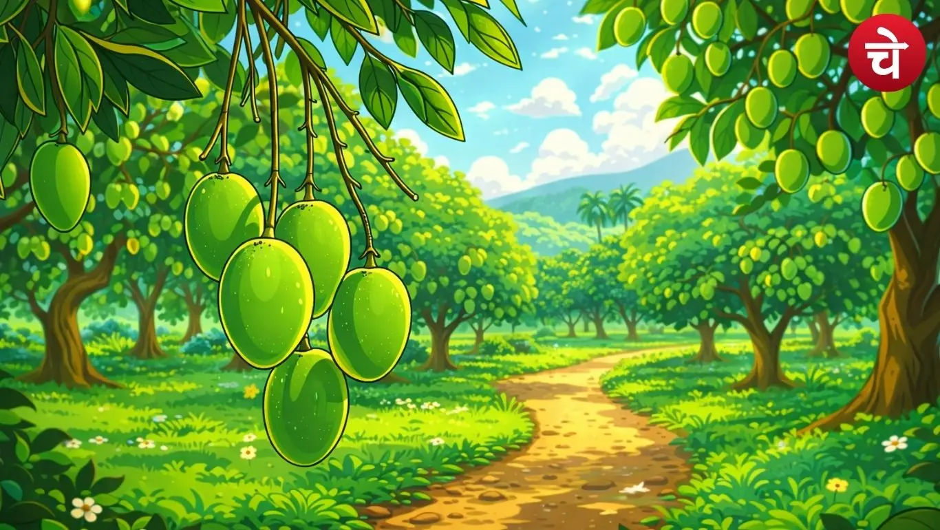 Mango production