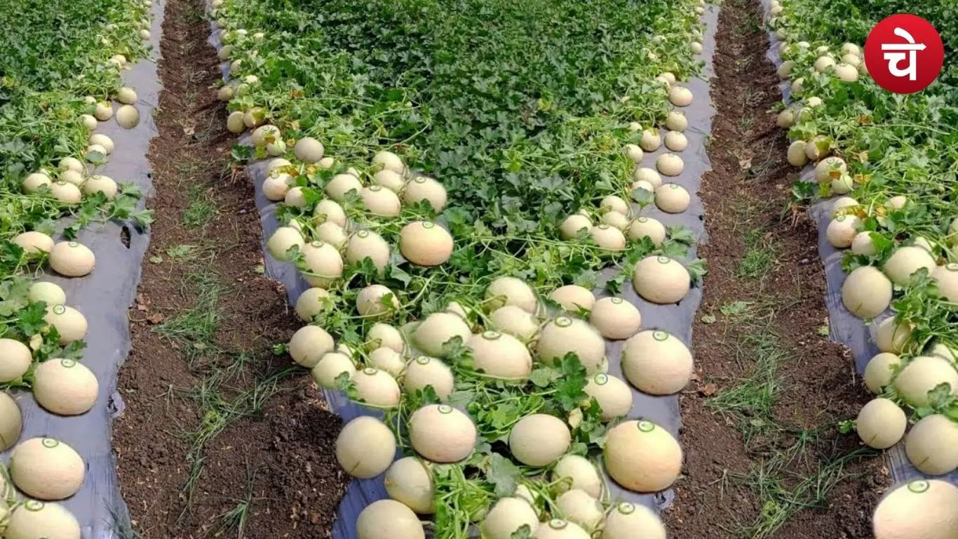 Melon cultivation0