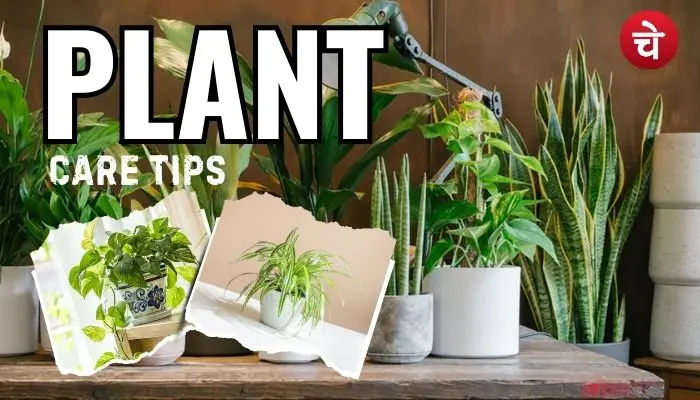 Plant Care Tips