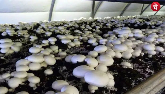mashroom